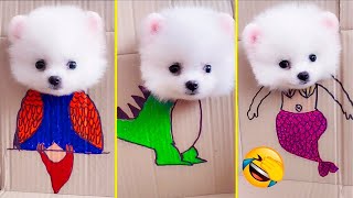 Cute Pomeranian Puppies Doing Funny Things #8 | Cute and Funny Dogs - Mini Pom