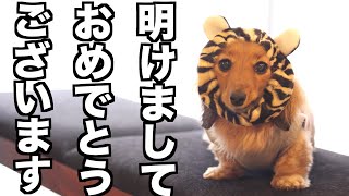 【新年のご挨拶】寅になった愛犬が今年も爆食します【カニンヘンダックスえびすの日常】