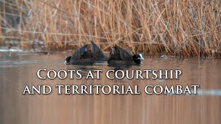 COOTS AT COURTSHIP AND TERRITORIAL COMBAT