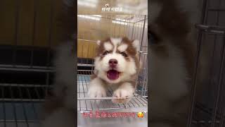 🐶哈士奇寶寶🐶忠心優雅、脾氣溫和、是聰明的陪伴犬💕