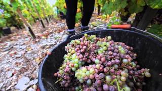 Tour Wehlener Sonnenuhr Vineyard with Winemaker Ernst Loosen