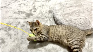 猫じゃらしの使い方を間違って新しい遊び方を開発した猫。