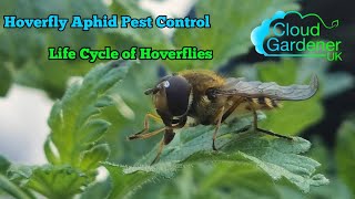 Hoverfly Aphid Control, Life Cycle Of Hoverflies