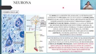 HISTOLOGÍA: TEJIDO NERVIOSO