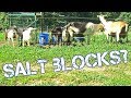 Giving Salt Block to Goats