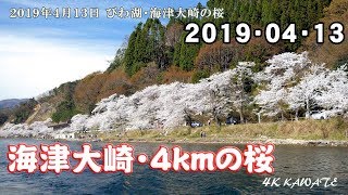 海津大崎の桜 2019 [4K]