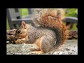 citizen science adventures project squirrel