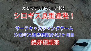 えむでテレビジョン105　シロギス良型連発！　サーフキャスティングゲーム　シロギス接岸確認から2ヶ月目　絶好機到来　「＃サーフキャスティングゲーム」「＃投げ釣り」「＃シロギス釣り」