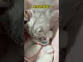 猫妈：人 轮到你带娃了…我要下班了！ cat cute healing funny shorts