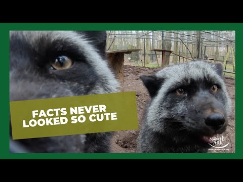 What do silver foxes look like?