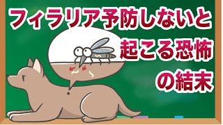 フィラリア予防をしないと起こる恐怖の結末と意外な予防薬の真実【獣医師解説】