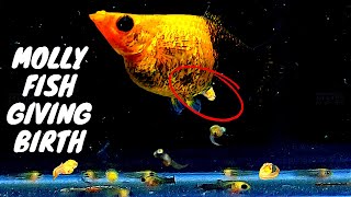 Gold Dust #mollyfish #Giving Birth to 68 Babies and How to Rise Molly Fry