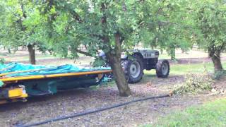 Harvesting plums in the orchard