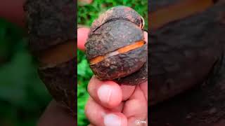 அதிசய கொட்டை 😱 | Rare Seed 😲.                                      #trending #tamil