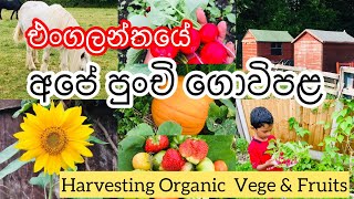 එංගලන්තයේ අපේ පුංචි ගෙවත්ත සහ ගොවිපළ. Organic Allotment gardening  \u0026 Harvesting.