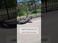 قوة مذهلة.. شاهد كيف تمكن هذا التمساح من ثني الحديد animals viral shorts