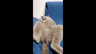 【猫動画】へそ天ですやすや眠るロシアンブルー【russianbule】#shorts　Russian blue that sleeps comfortably in the navel