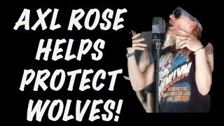 Guns N' Roses News: Axl Rose Saves Wolves & Slash Has Wardrobe Malfunction + Displate Giveaway!