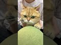 小猫爪爪好可爱！🥰🥰🥰💖 cat cute pets cutecat 金渐层