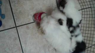 Shih Tzu Video.MP4