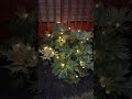 amazon solar lights for your backyard deck patio garden amazonstyle