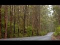 Highway 1 Australia's greatest road trip: Ep 7 Karri Trees