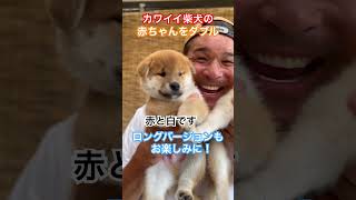 照英がカワイイ柴犬の赤ちゃんを抱いて超幸せ#照英 #柴犬 #赤ちゃん #愛犬 #癒し #幸せ #日本犬 #天然記念物 #puppy #shibainu #nihonken #happy #dog