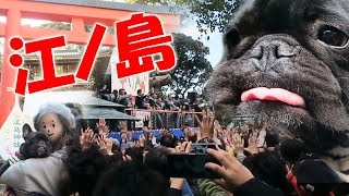 愛犬と江ノ島神社！節分の豆まきにココ氏慌てる！？