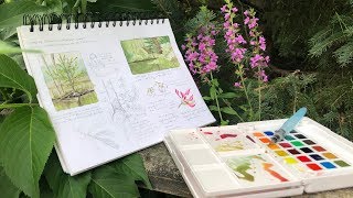 Nature Journaling and Field Sketching with Liz Clayton Fuller