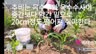 #옥수수재배법 #옥수수 추비 주는 시기와 방법 #옥수수1차 추비 #a farmer's grandmother who grows a garden #a farmer in his 60s