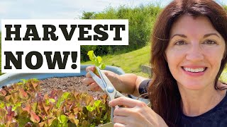 LEAF LETTUCE - How to Harvest Leaf Lettuce so it Keeps GROWING