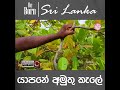 යාපනේ අමුතු කැලේ re born sri lanka cashew jaffna