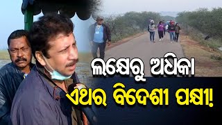 ଲକ୍ଷେରୁ ଅଧିକା ଏଥର ବିଦେଶୀ ପକ୍ଷୀ!  | Odisha Reporter