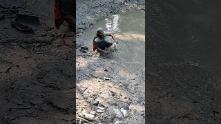 নিজের পুকুরের বড় বড় পাঙ্গাস মাছ #doyalagro #fishspecies #shortsvideo #villagefish #villagelife