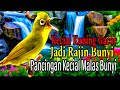 KECIAL KUNING GACOR BUAT PANCINGAN KECIAL MALAS BUNYI JADI RAJIN BUNYI