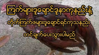 ကြက်များဒူချောင်ပါက ကုသနည်း /Aunglovefamily