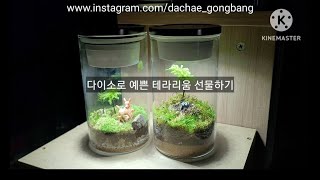 다이소로 만드는 예쁜 테라리움 (Making terrarium easy) #terrarium #테라리움 #다이소 #Diy