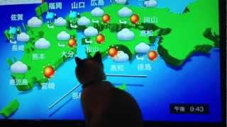 猫と天気予報