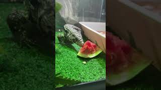 Tegu asmr (false audio)