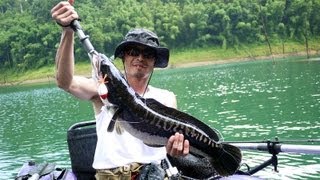 【怪魚釣行 台湾】GIANT SNAKEHEAD FISHING in TAIWAN スネークヘッド