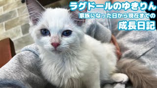 ラグドールの子猫 成長日記