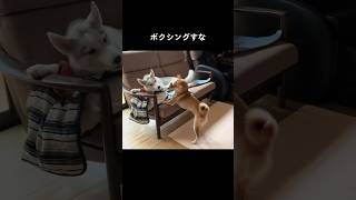 ハスキーとボクシングしたあと突然記憶を失ってしまう柴犬 #shorts