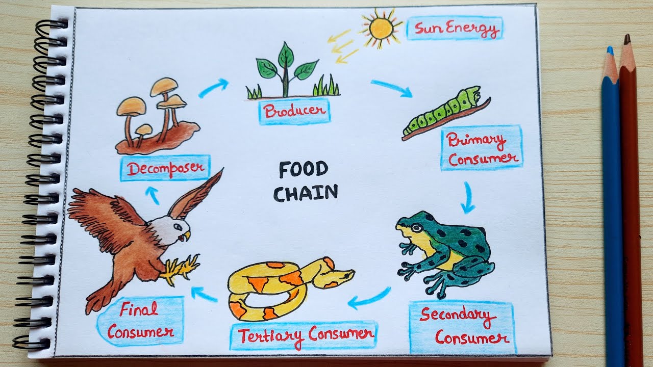 Food Chain Diagram Easy | How To Draw Food Chain Drawing Step By Step ...