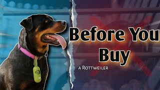 Everything You Need To Know About The Rottweiler | Watch this before buying! | Everleo and Adi