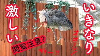 【本日スタート!春のふたば】朝からみんなをびっくりさせるハシビロコウのふたば! Spring Futaba_1 Shoebill FUTABA 2021_28