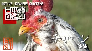 日本鶏図鑑20  チャーン　The World of Native Japanese Chickens