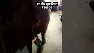 12 ली० दूध कीमत ₹80000 मूर्रा #दूधउत्पादक #shorts #trending #animal #buffalo #youtube #dairyfarming