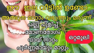 നമ്മുടെ മാവില മതി പല്ലു പുളിപ്പ് മോണരോഗങ്ങൾ ഈ ഒറ്റമൂലി ഫലപ്രദം  #ottamooli #kitchentips |Health Tips