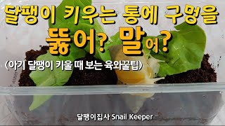 아기 달팽이 어디에서 키우면 좋을까요? 그리고 구멍은 뚫어야 할까요?