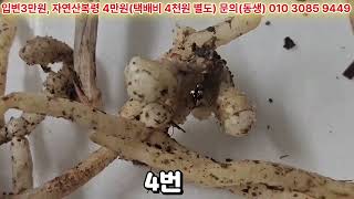 (5번만 미판매)입변개체와 자연산황복령 판매영상입니다